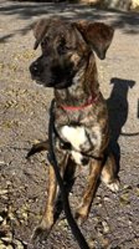   berger bring�e femelle, 1 an (refuge de Rodez) 