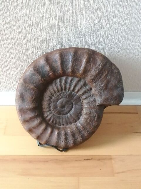 Ammonite coquillage prhistorique 360 Puteaux (92)