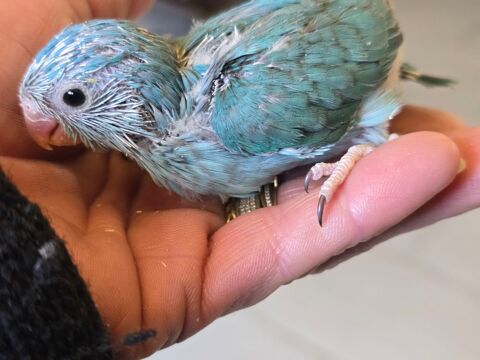 Mini perroquet femelle toui c&eacute;leste eam 150 77240 Vert-saint-denis