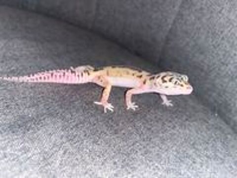   Geckos léopards 