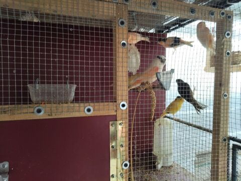 oiseaux exotiques mandarins moineaux du Japon colombes diamant males ou femelles couples chanteur de Cuba canaris Mauzé-sur-le-Mignon (79)