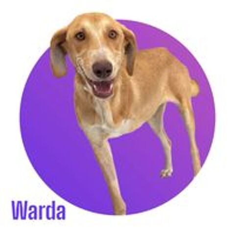   WARDA, hyper sociable avec tous et adorable, attend toujours sa famille pour la vie ! 
