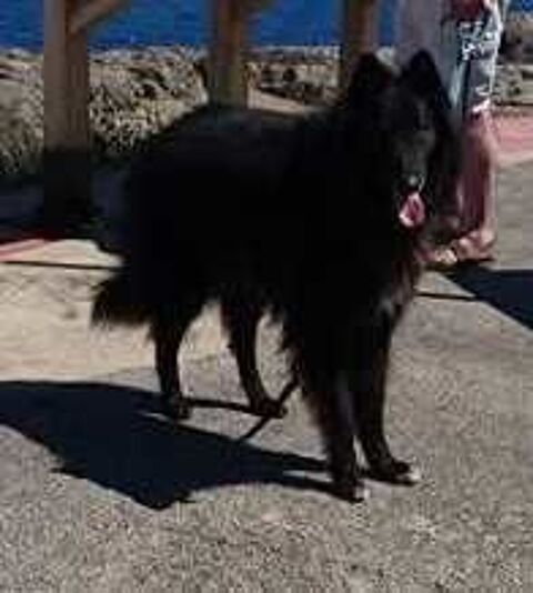 Berger belge Groenendael LOF 0 81300 Graulhet