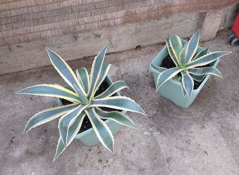 Agaves et pousses Versailles (78)
