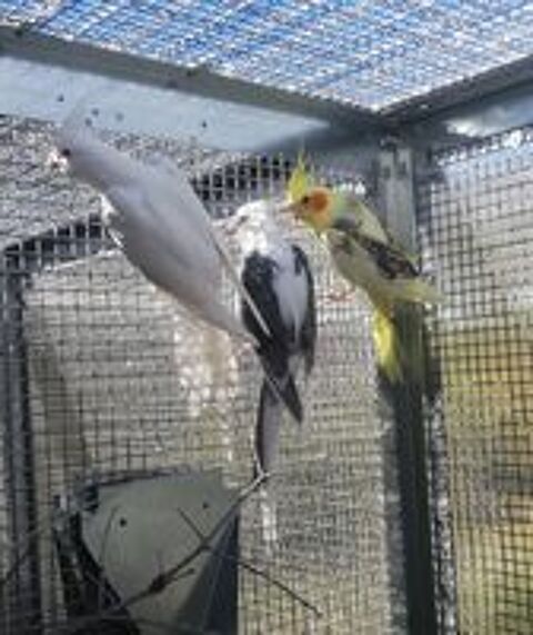   Calopsittes (Nimphicus hollandicus) 