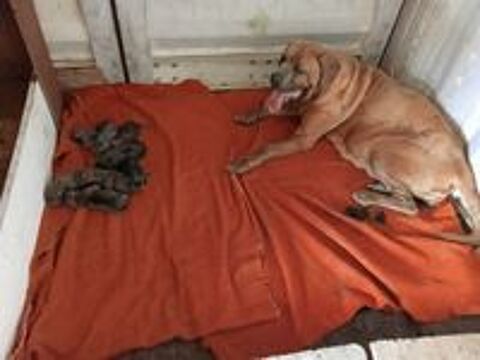   a réserver 9 bébés cane corso il y a 5 males et 4 femelles 