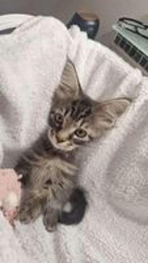   Chaton Maine coon  