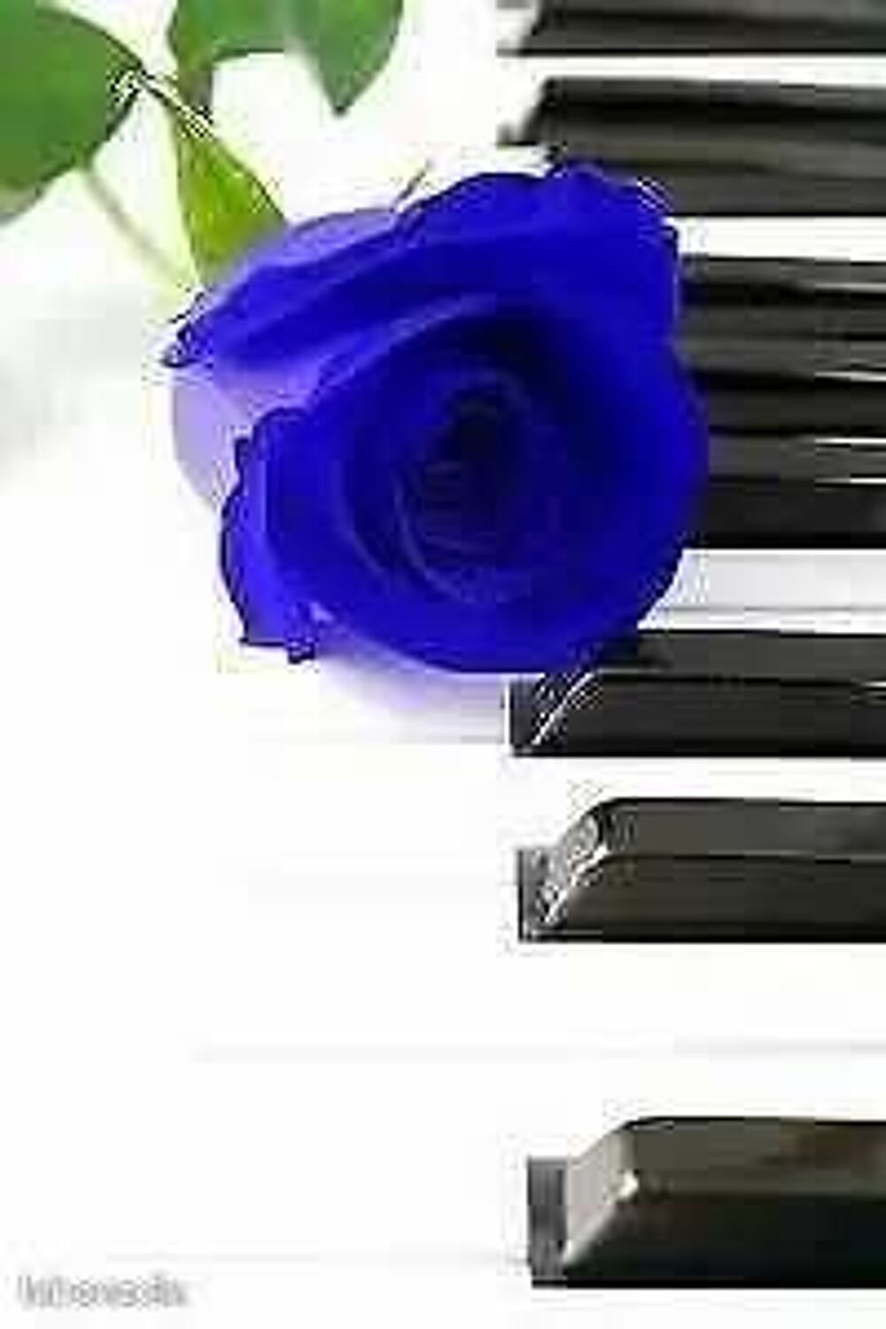   Cours de Piano 