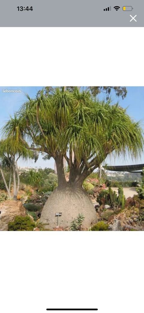 Beaucarnea 10 Nîmes (30)