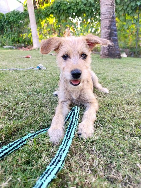 Noisette, la bouille &agrave; bisous 300 74000 Annecy