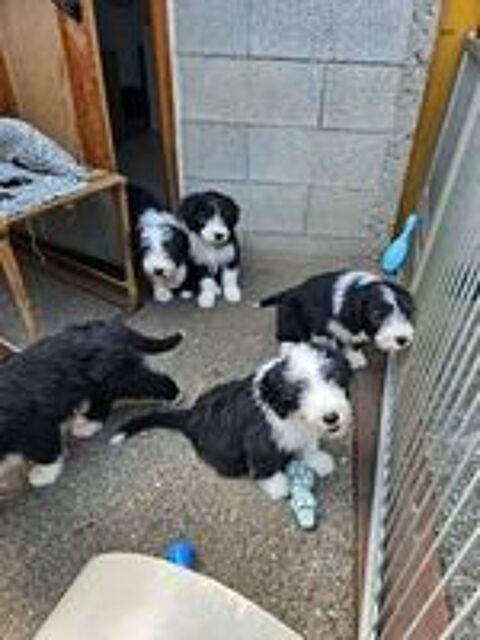   Chiots Bearded Collies 
