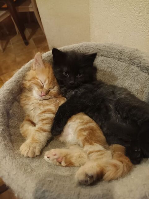 Donne chatons  0 74570 Groisy