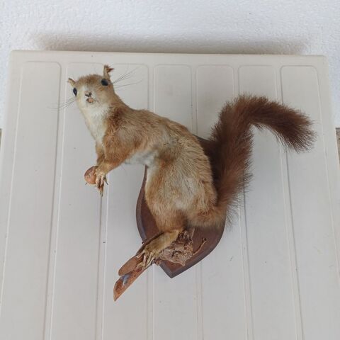 taxidermie ampaille �cureuil 40 Rethel (08)