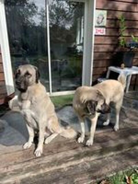   chiots kangal LOF 