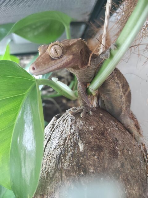 Geckos avec terrarium 50 37390 Chanceaux-sur-choisille