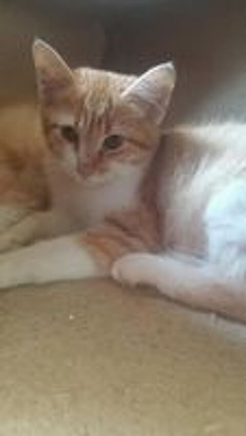   journe adoption chats chatons samedi 20/10  