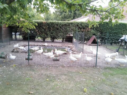 canard 10 02300 Bichancourt