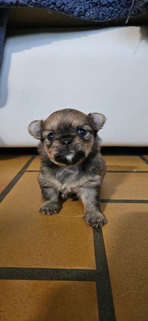 chiot chihuahua femelle 1050 77640 Jouarre