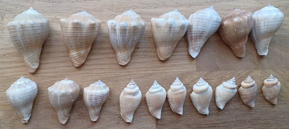 Lot de coquillages Volema Paradisiaca 
