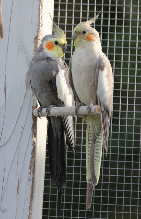 Couple de calopsittes 01330 Versailleux