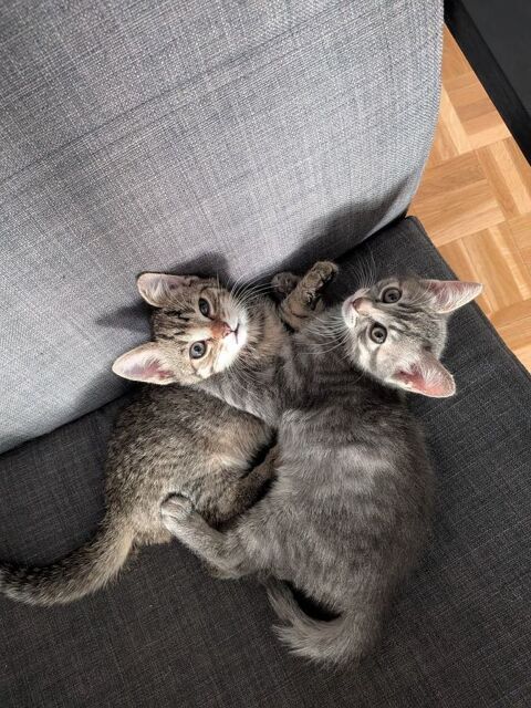 Albus et Archi 2 frérots à adopter ensemble 180 75020 Paris