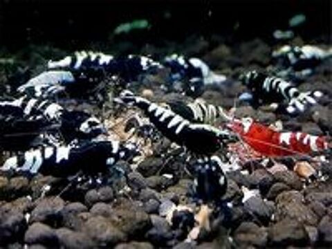   crevettes d'eau douce 