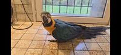   Jeune Ara Ararauna EAM 