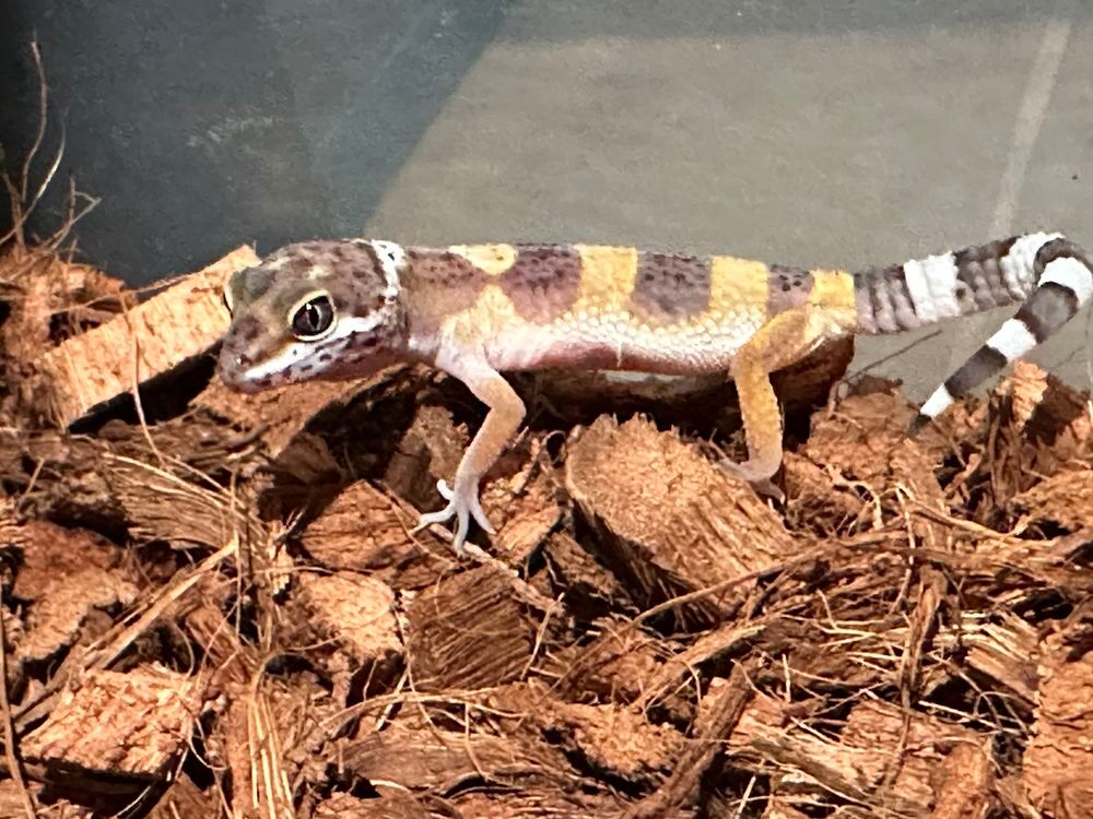   B�b�s geckos l�opard 2 