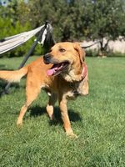   NORMAN 4 ANS TRIPATTES 