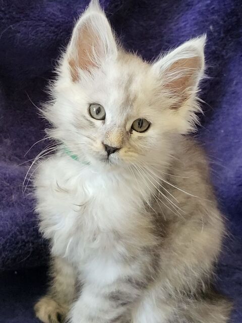 A réserver chatons Maine Coon Loof proche de Paris 15 mn de la porte de Bercy 1400 77200 Torcy