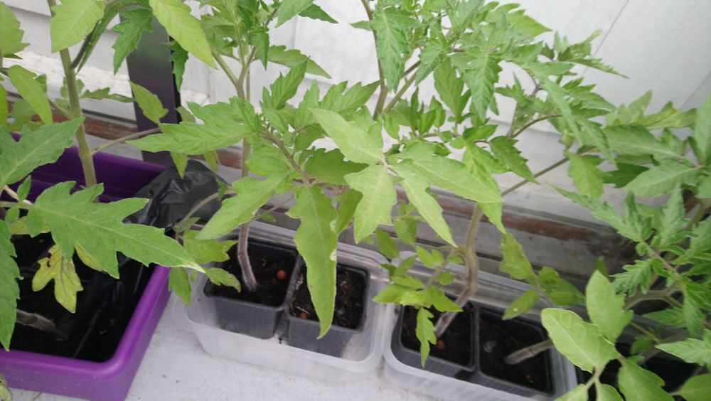 Plants/pieds de tomates BIO Jardin