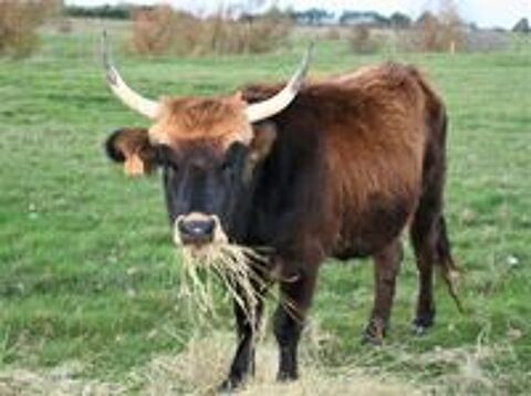   vache  aurochs 