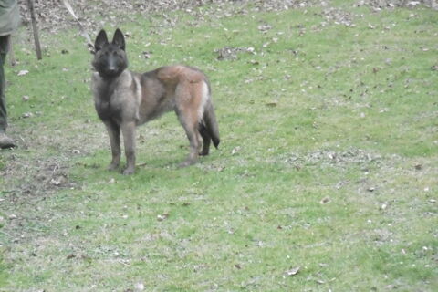 Berger belge TERVUEREN 1500 02100 Lesdins