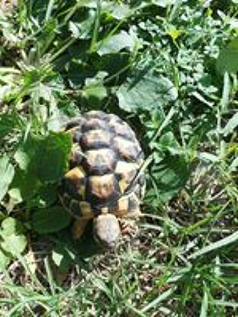   Tortues de terres hh 