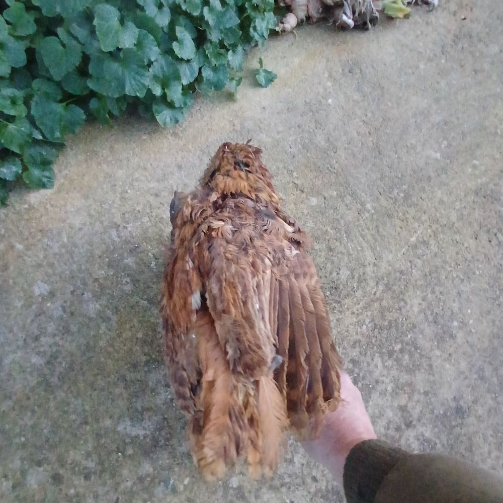 hibou chouette empaille naturalise taxidermie 