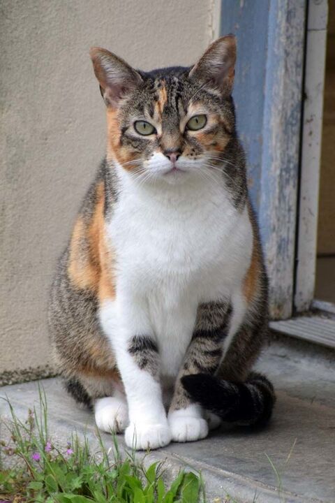 SALLY, belle chatte tigrée à adopter via l'association UMA 80 85260 Les brouzils