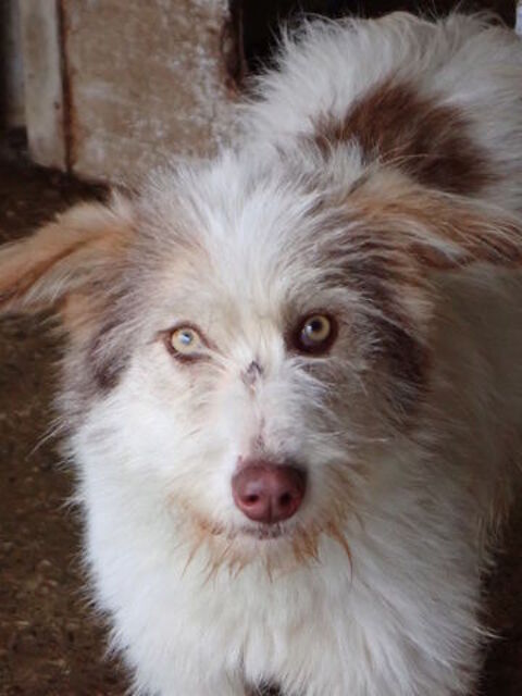 Shiley &agrave; l'adoption 320 88000 Chantraine