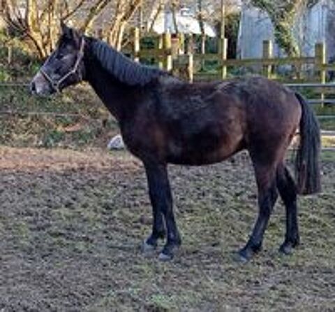   Poulains , cheval 2 ans 