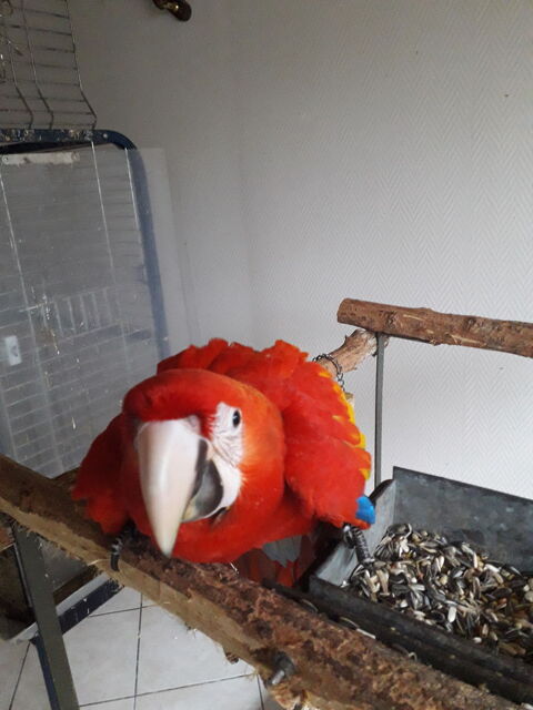 Cède Perroquet -Ara Macao Mâle - élevé a la main - 2025 2500 24110 Saint-lon-sur-l'isle