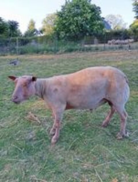   Mouton rouge de l'ouest de 6 ans  cause consanguinité  