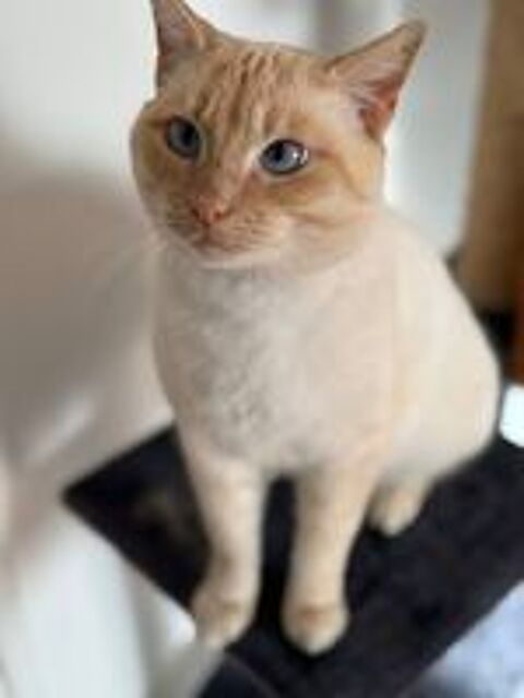   Minou chat roux et crème 