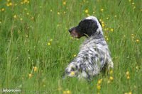   Saillie Setter anglais tricolore Lof 