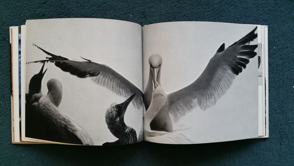 L'oiseau Simonne Jacquemard Livres et BD