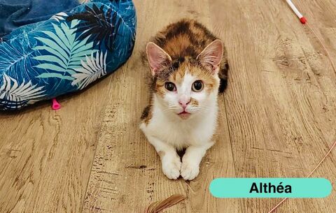 Alth&eacute;a, chatte tricolore &agrave; adopter 230 44810 H�ric