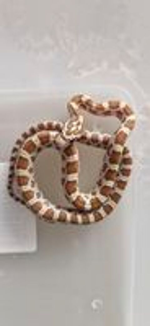   Pantherophis guttatus  