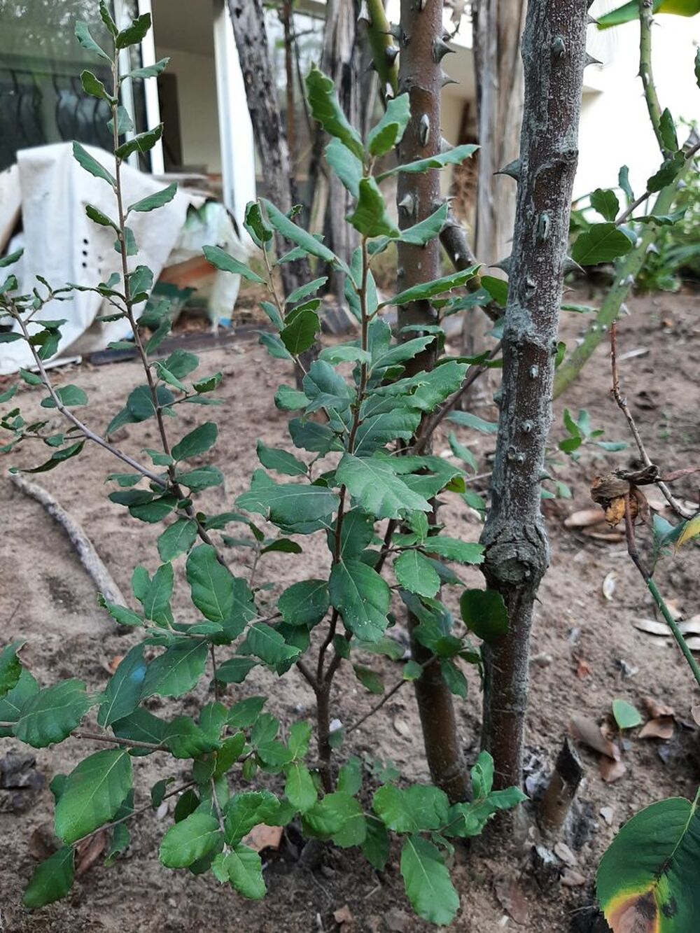 CH&Ecirc;NE VERT Arbre Jardin