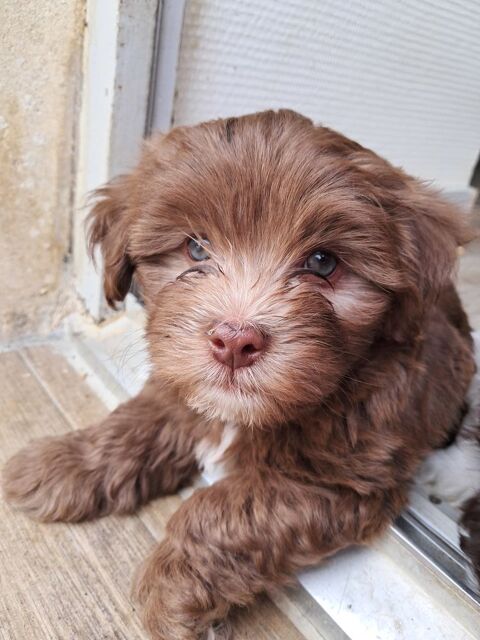 3 adorables chiots bichons havanais 900 86550 Mignaloux-beauvoir