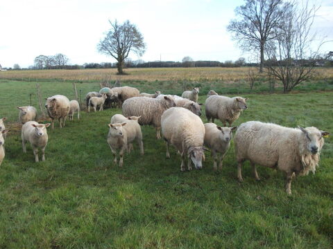 Agnelle charolais n&eacute;e en f&eacute;vrier 2026 160 44590 Derval