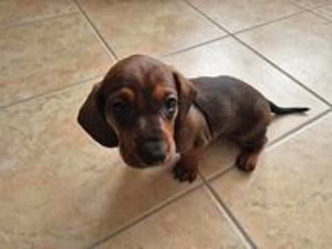   Teckel standard poil ras 