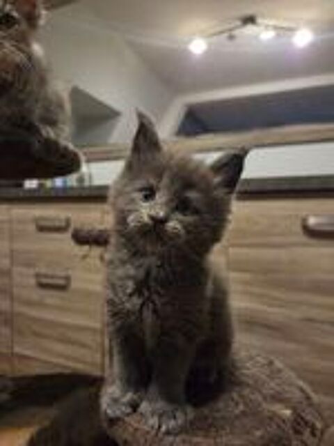   Chatons Maine Conns 